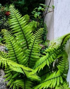 Narecznica Wallicha (Dryopteris wallichiana) 